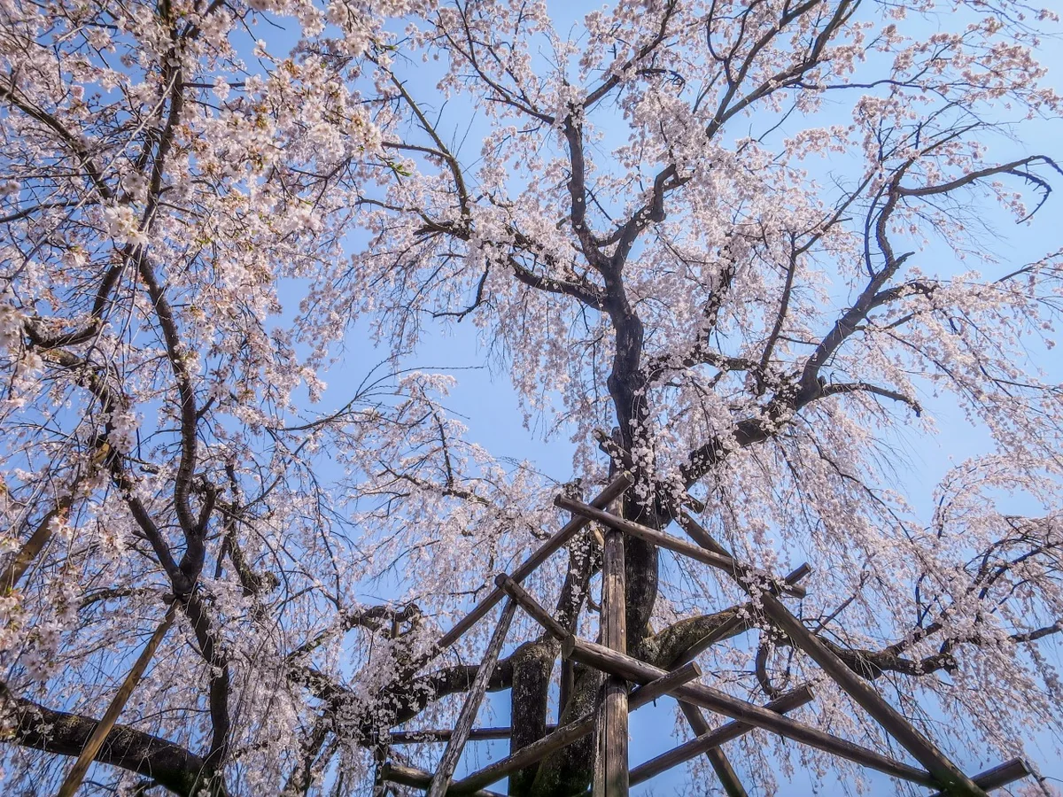 投稿写真：樹齢400年の枝垂れ桜