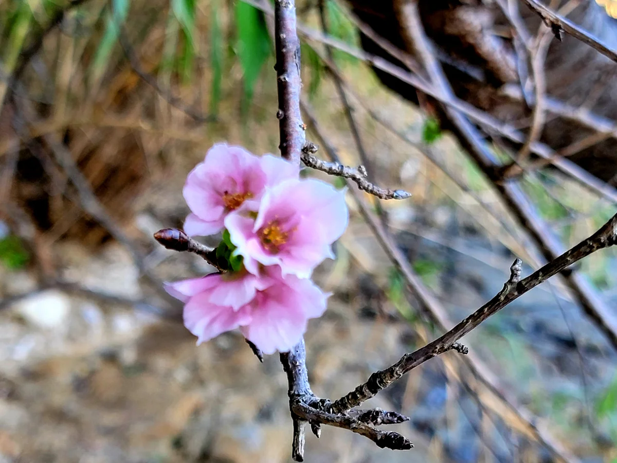 投稿写真：ソメイヨシノ