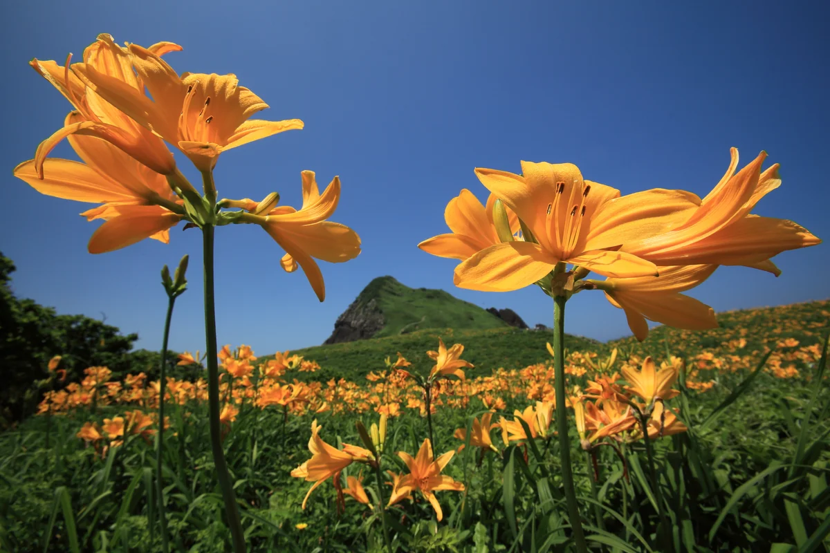 投稿写真：トビシマカンゾウ花咲く丘