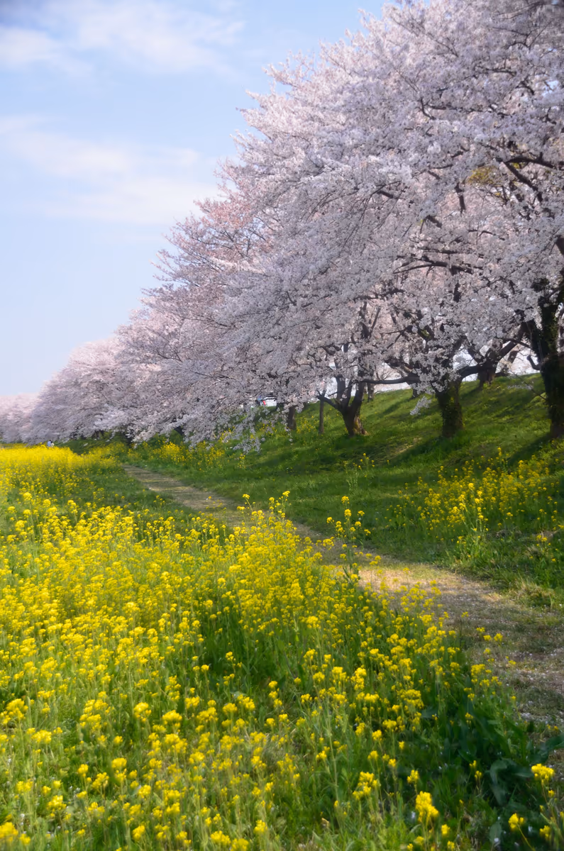 投稿写真：桜繚乱