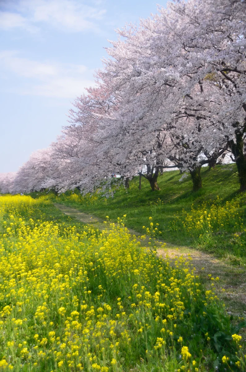投稿写真：桜繚乱