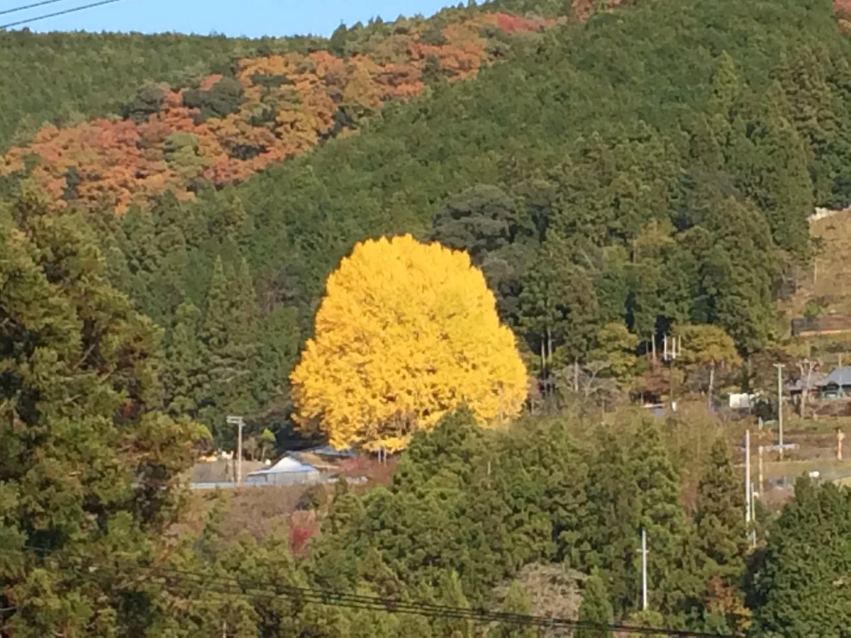 投稿写真：大銀杏