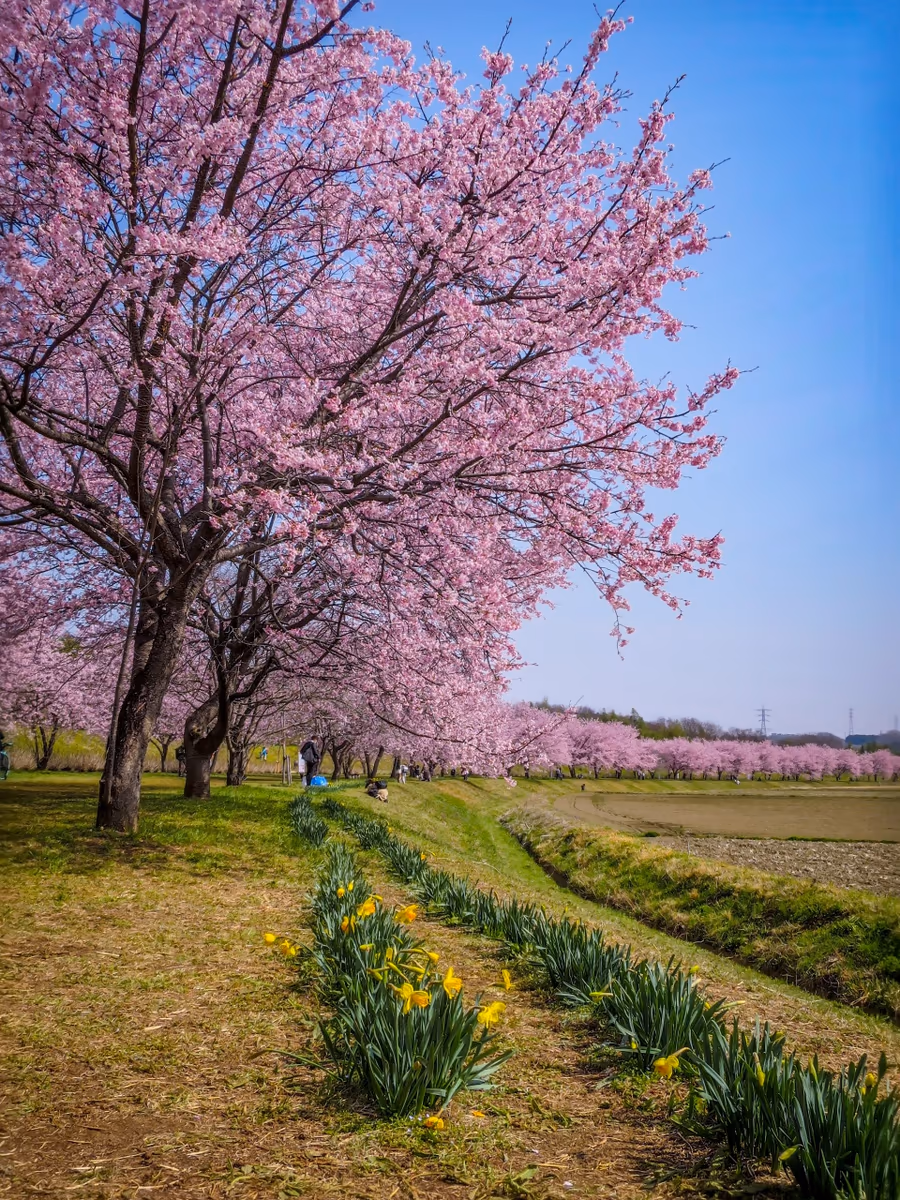 投稿写真：満開の安行寒桜並木