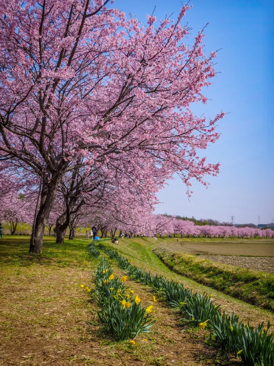 投稿写真：満開の安行寒桜並木