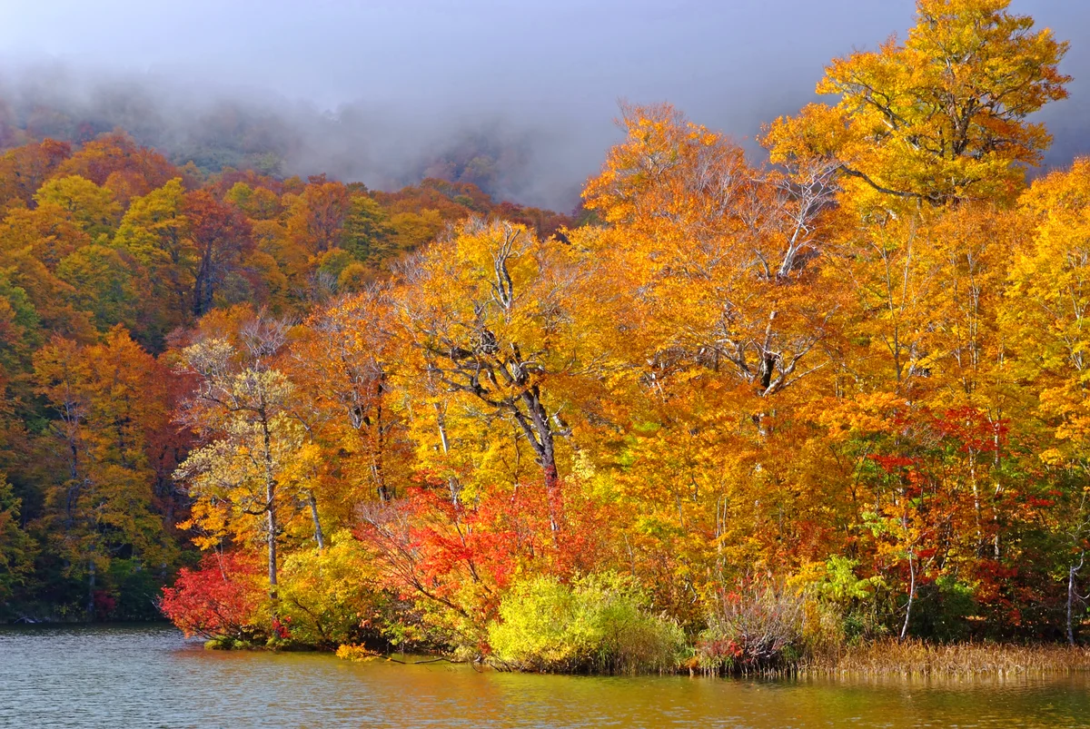 投稿写真：霧の鎌池、秋