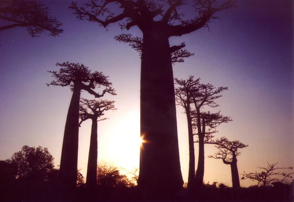 投稿：バオバブの木