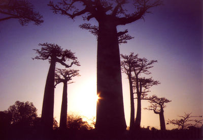 投稿：バオバブの木