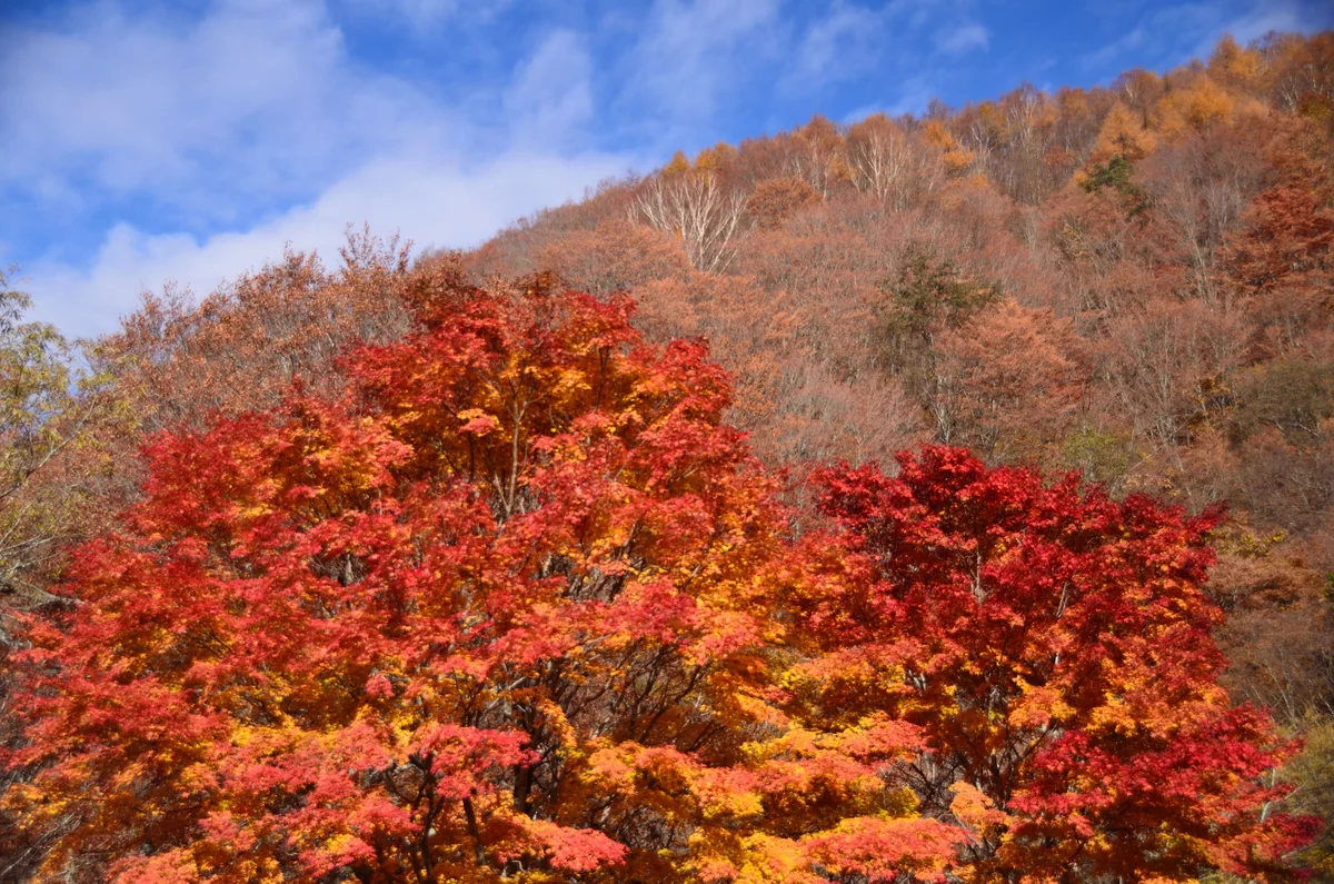 投稿写真：奥鬼怒　秋色の山