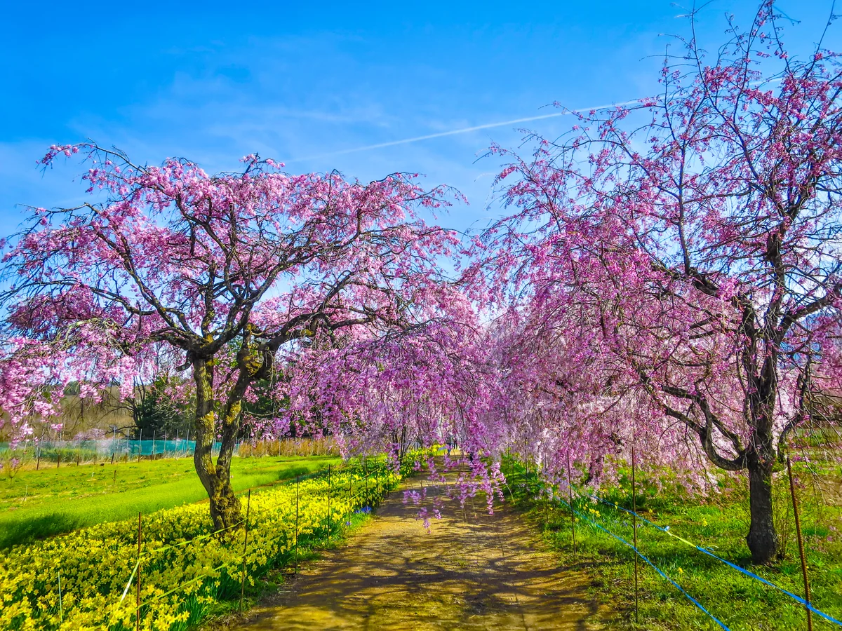 投稿写真：シダレザクラのトンネルと水仙