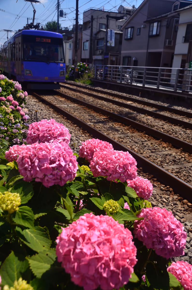 投稿写真：東急世田谷線紫陽花列車