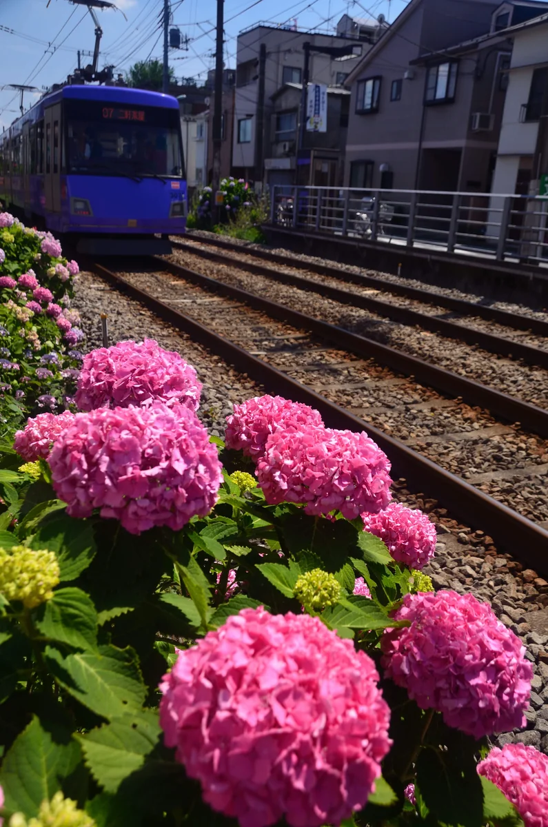 投稿写真：東急世田谷線紫陽花列車