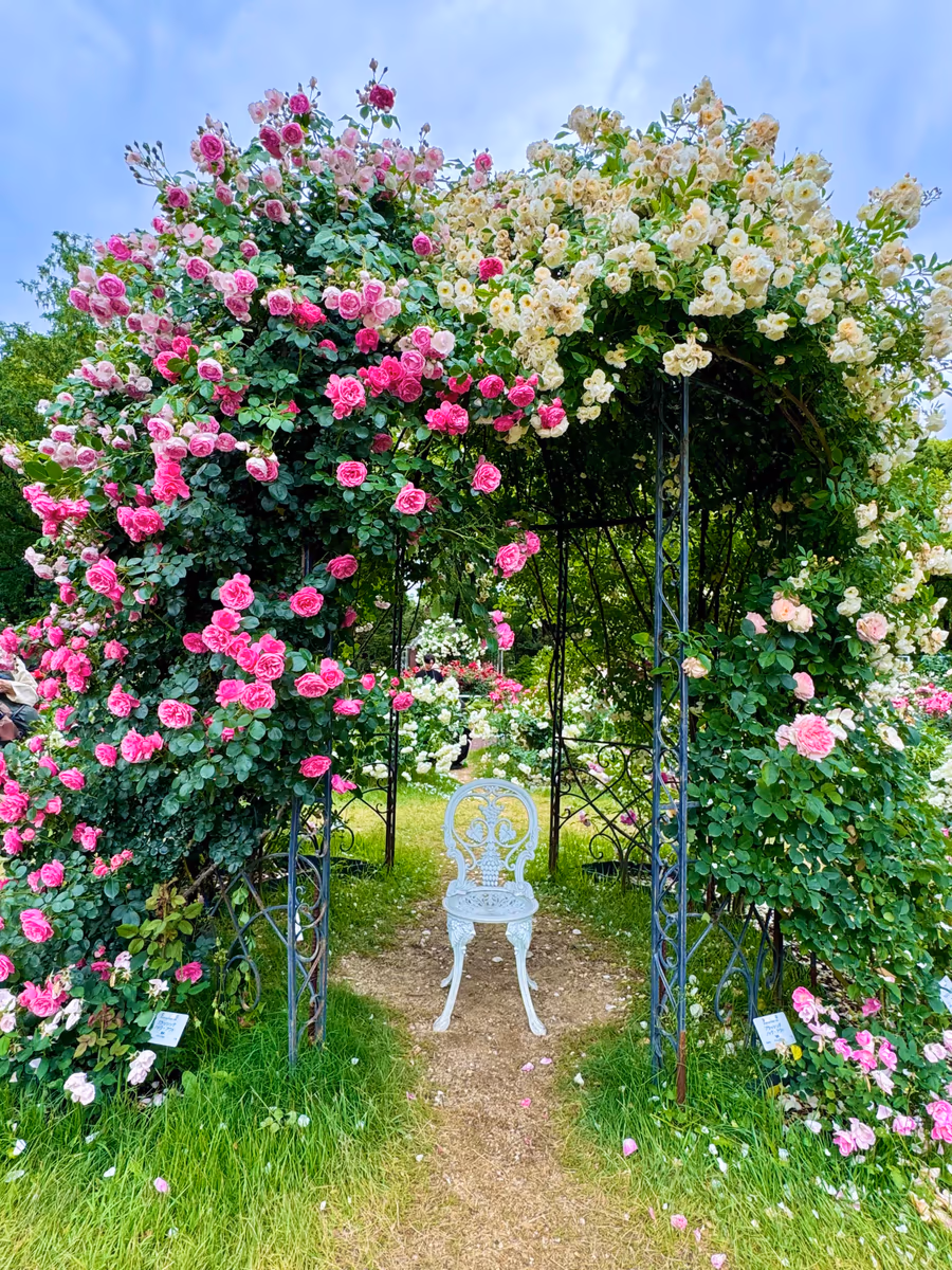 投稿写真：薔薇の香りに包まれて
