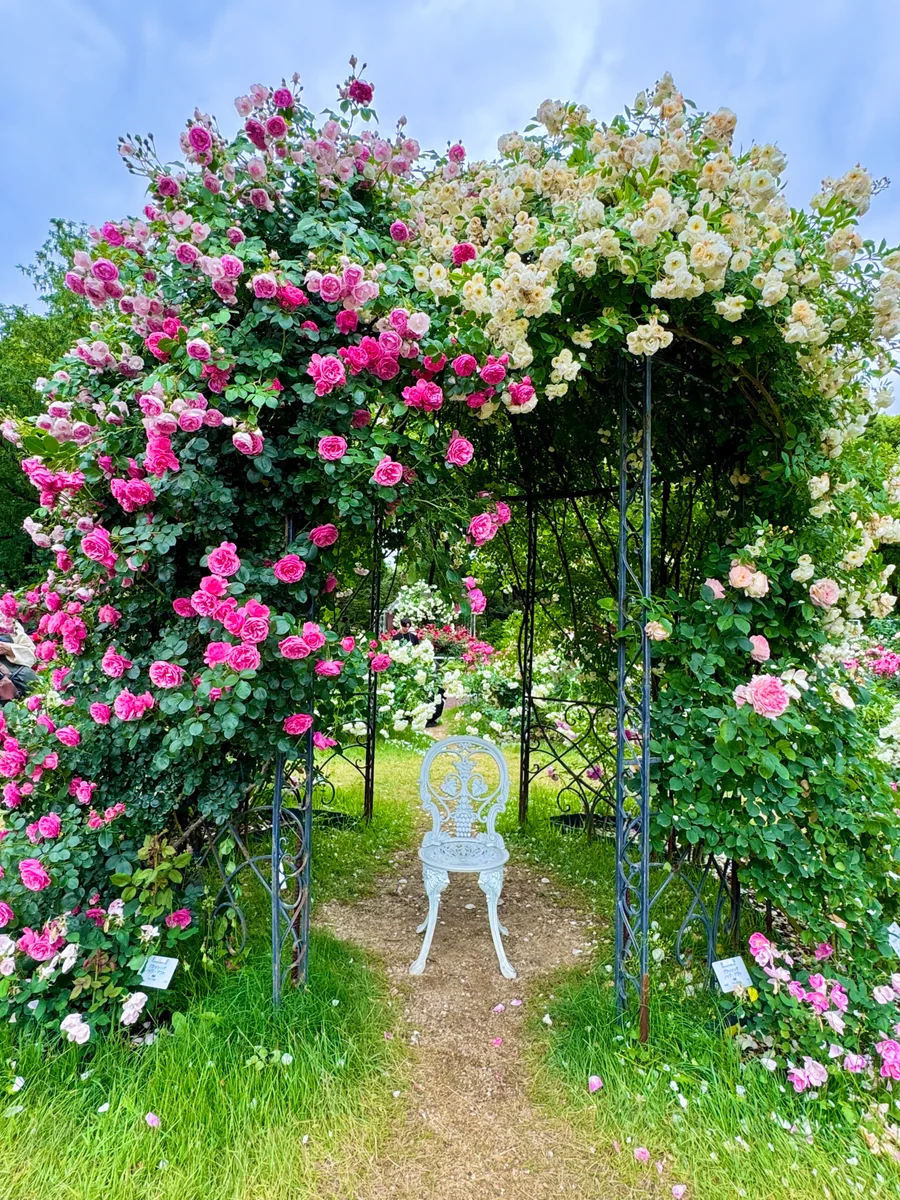 投稿写真：薔薇の香りに包まれて