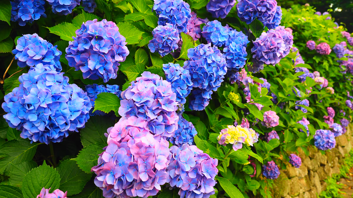投稿写真：飛鳥山　紫陽花の小径