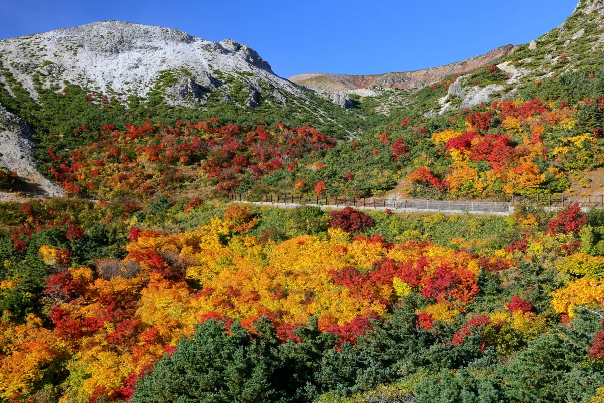 投稿写真：磐梯吾妻スカイライン　カモシカ沢の紅葉