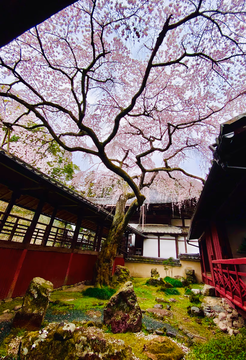 投稿写真：平安貴族気分で寝転んで鑑賞する桜🌸なりひら桜