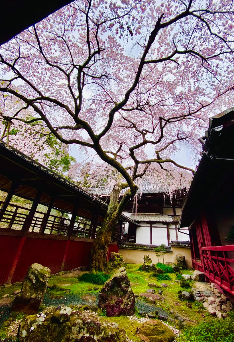 投稿写真：平安貴族気分で寝転んで鑑賞する桜🌸なりひら桜