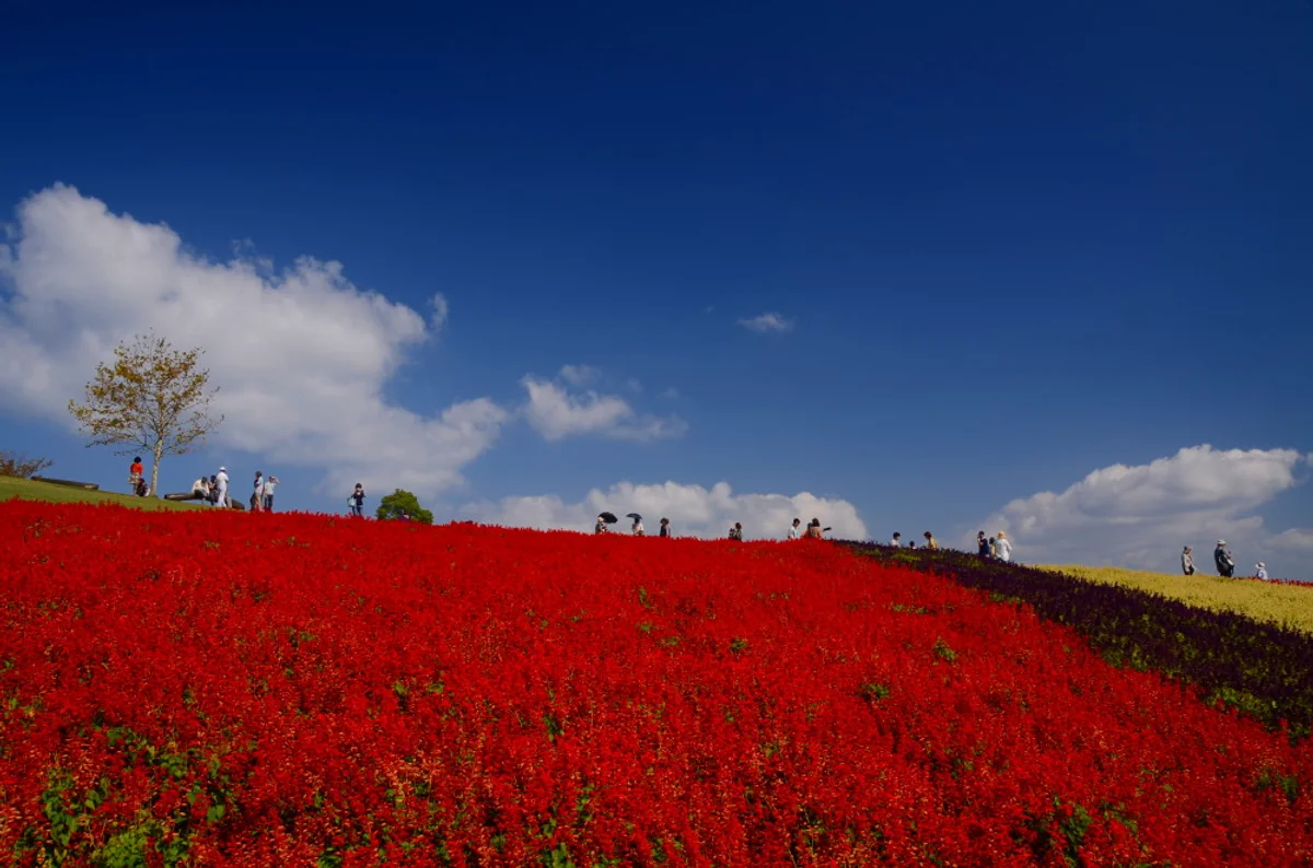 投稿写真：秋空の下にて