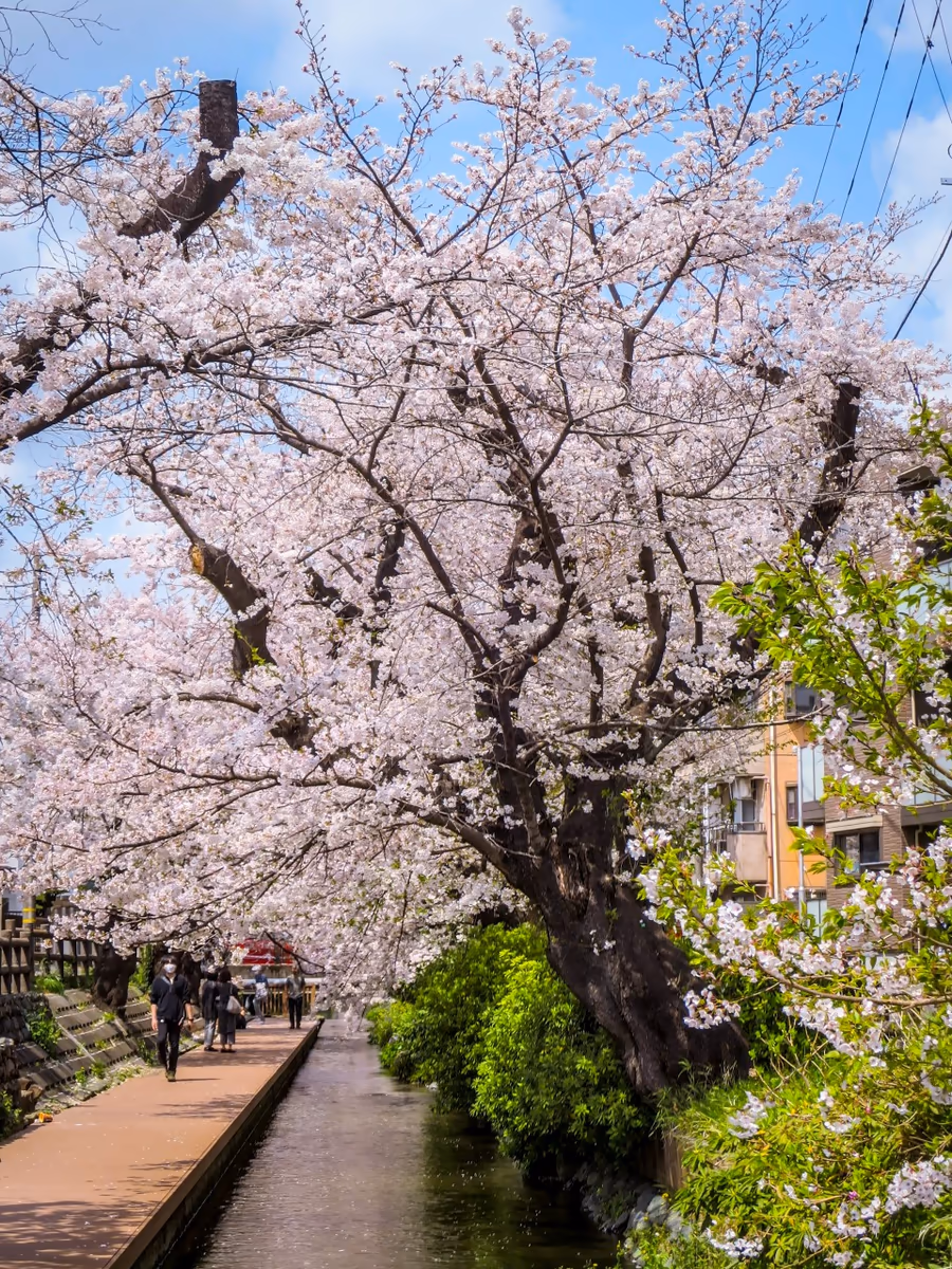 投稿写真：二ヶ領用水と桜並木