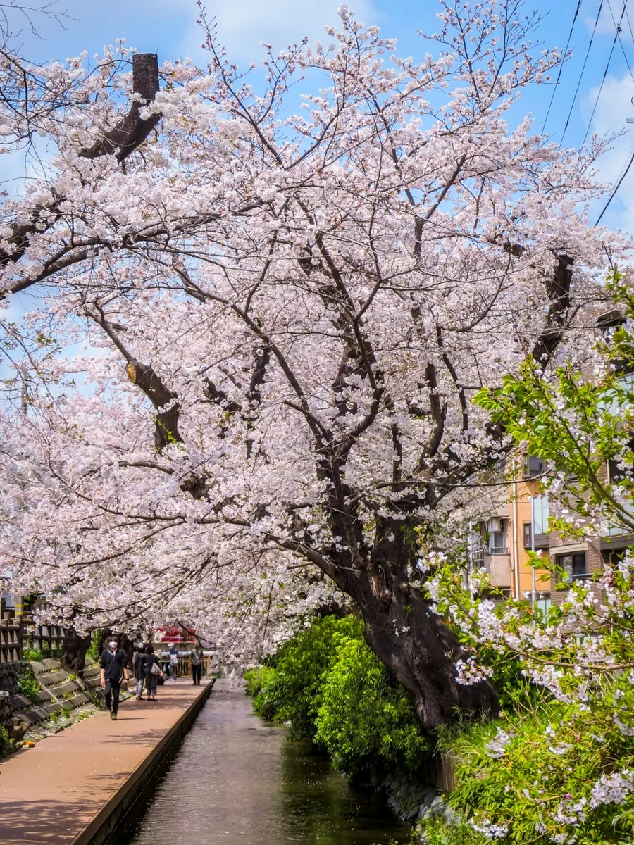 投稿写真：二ヶ領用水と桜並木