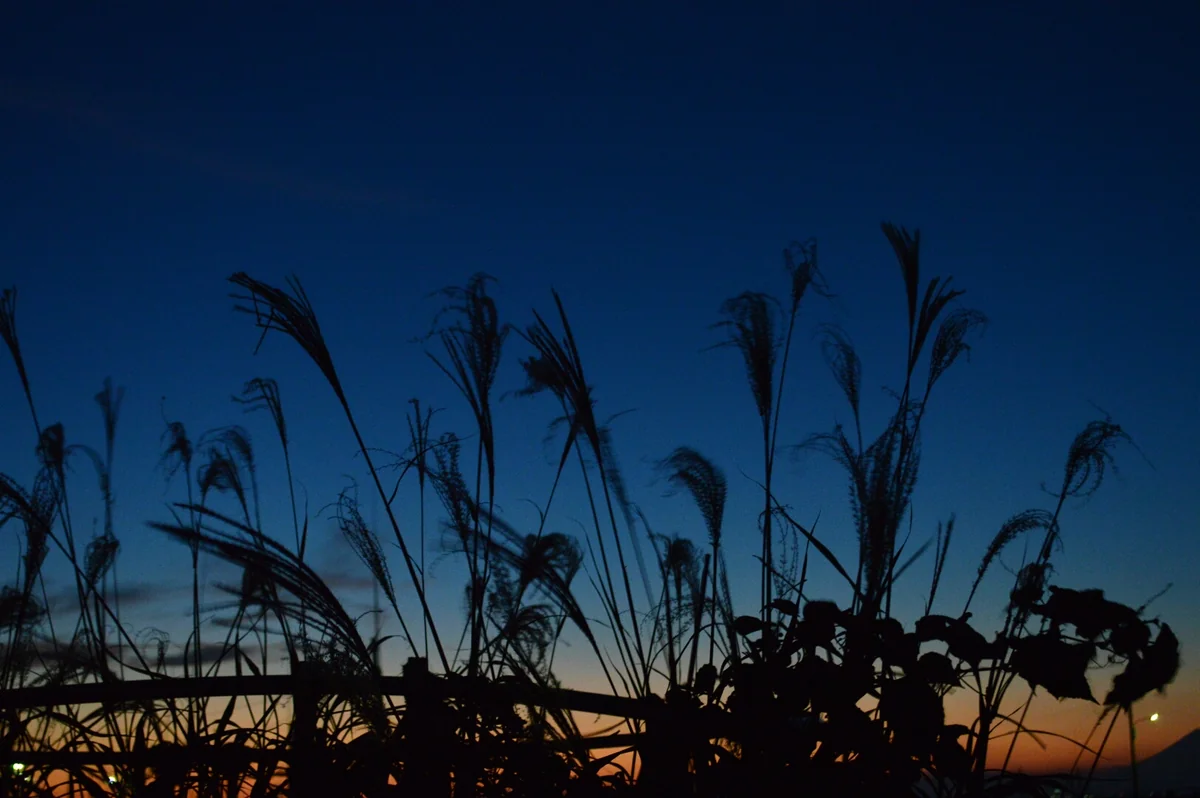 投稿写真：浜金谷周辺の海岸