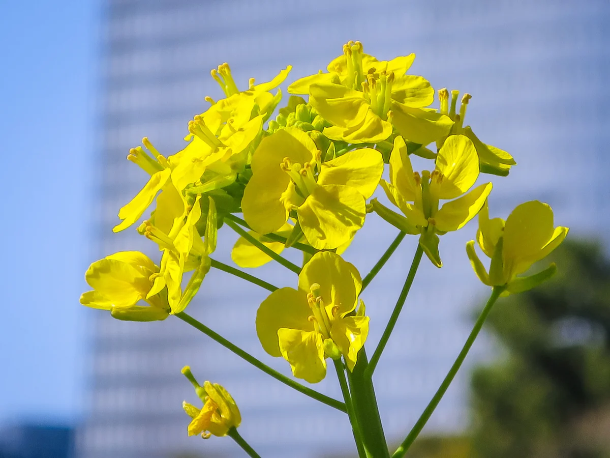 投稿写真：都心の菜の花