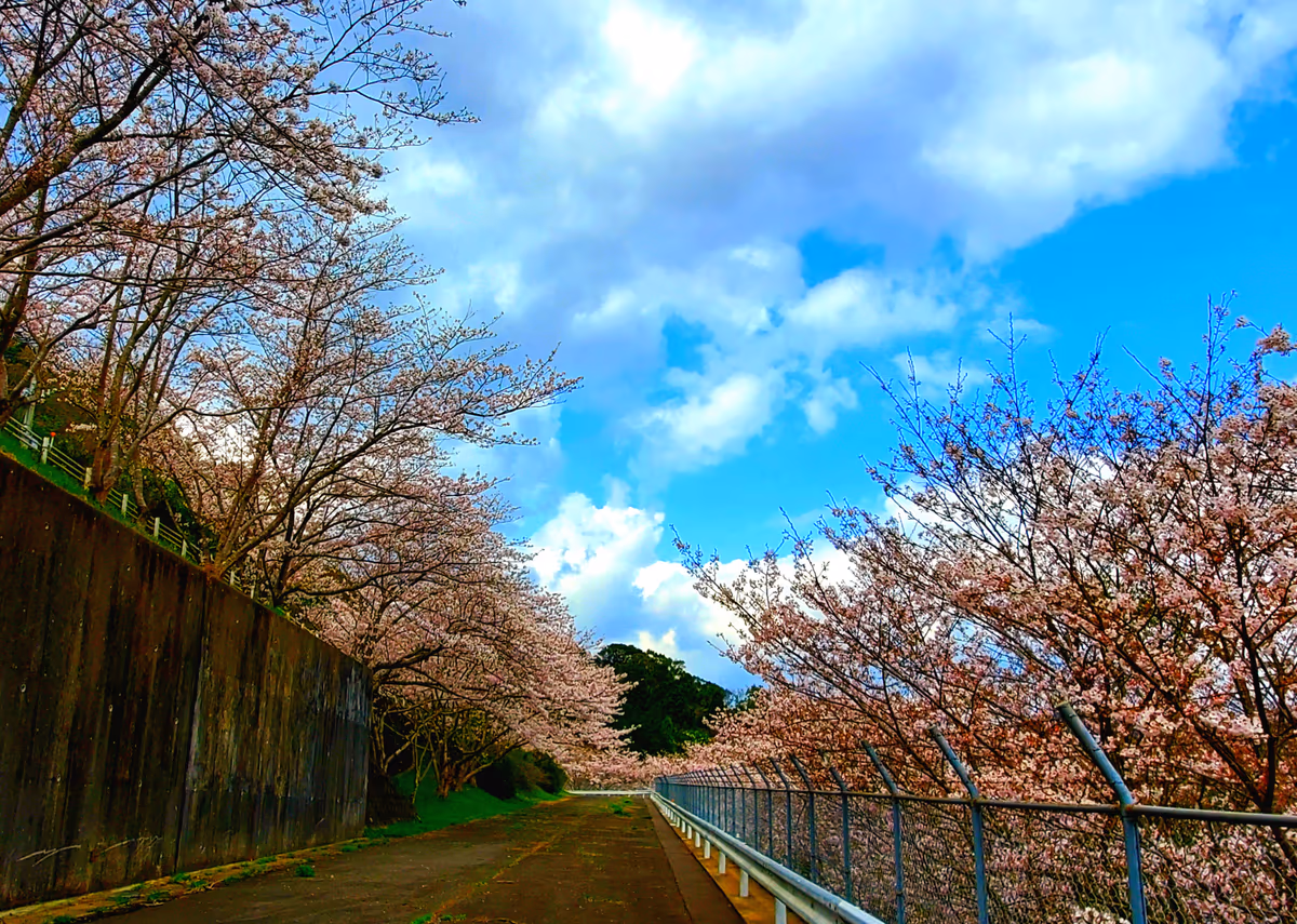 投稿写真：さくらの里