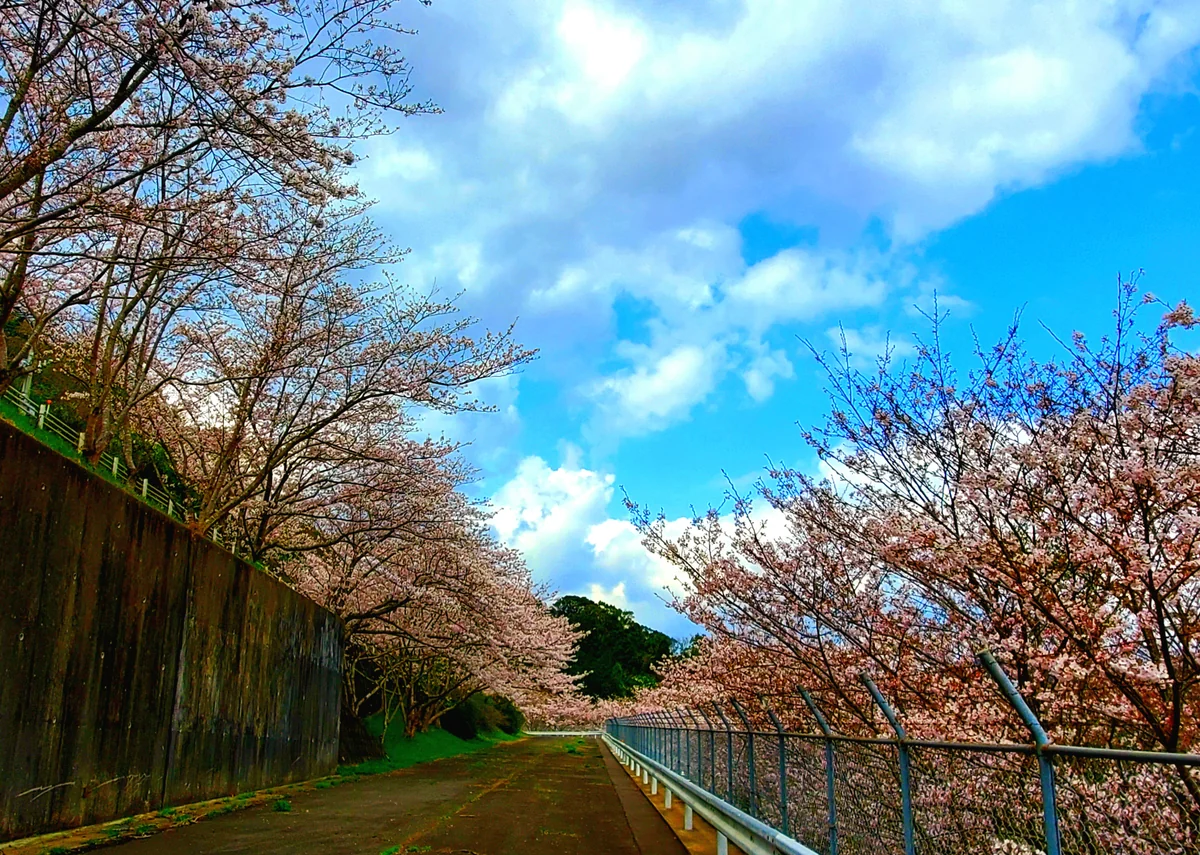 投稿写真：さくらの里