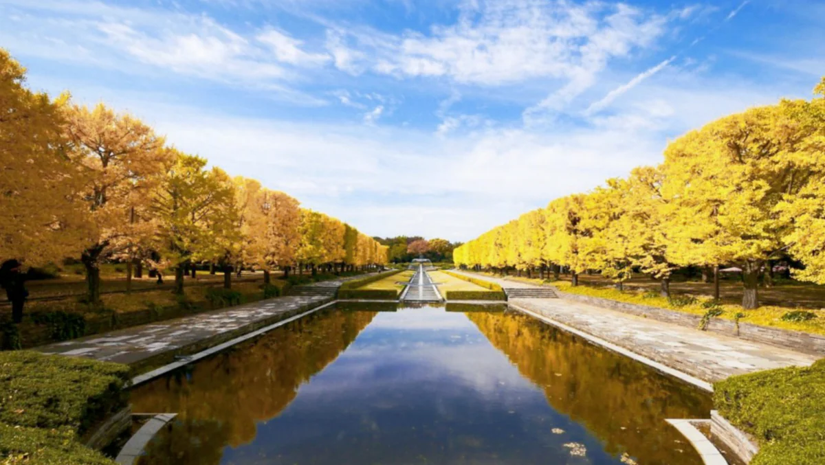 投稿写真：銀杏並木シンメトリー