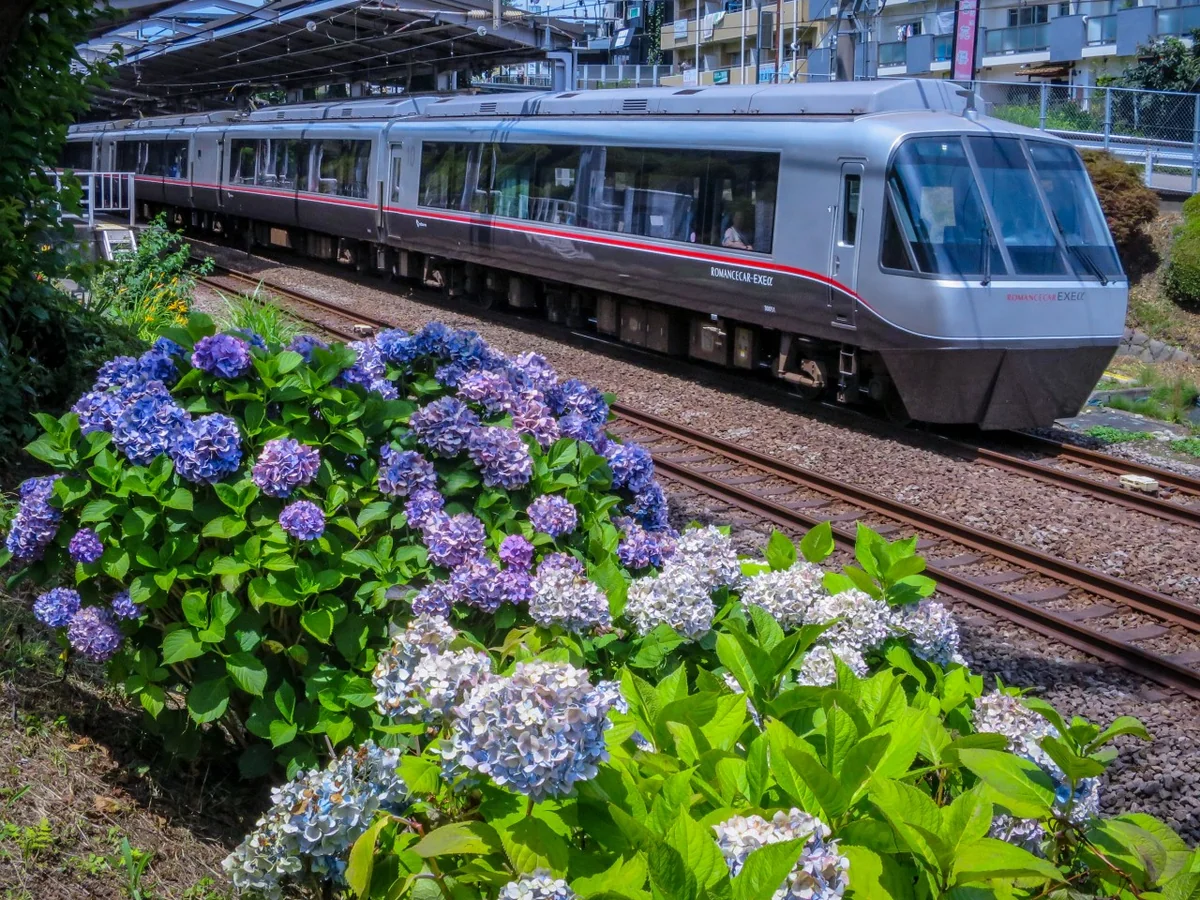 投稿写真：小田急ロマンスカーとあじさい