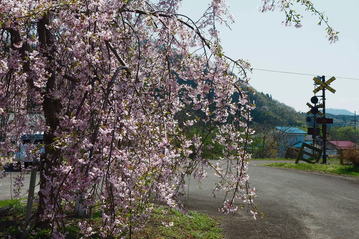 投稿写真：朽ちた踏切