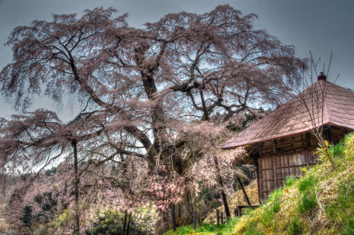 投稿写真：上石の不動桜