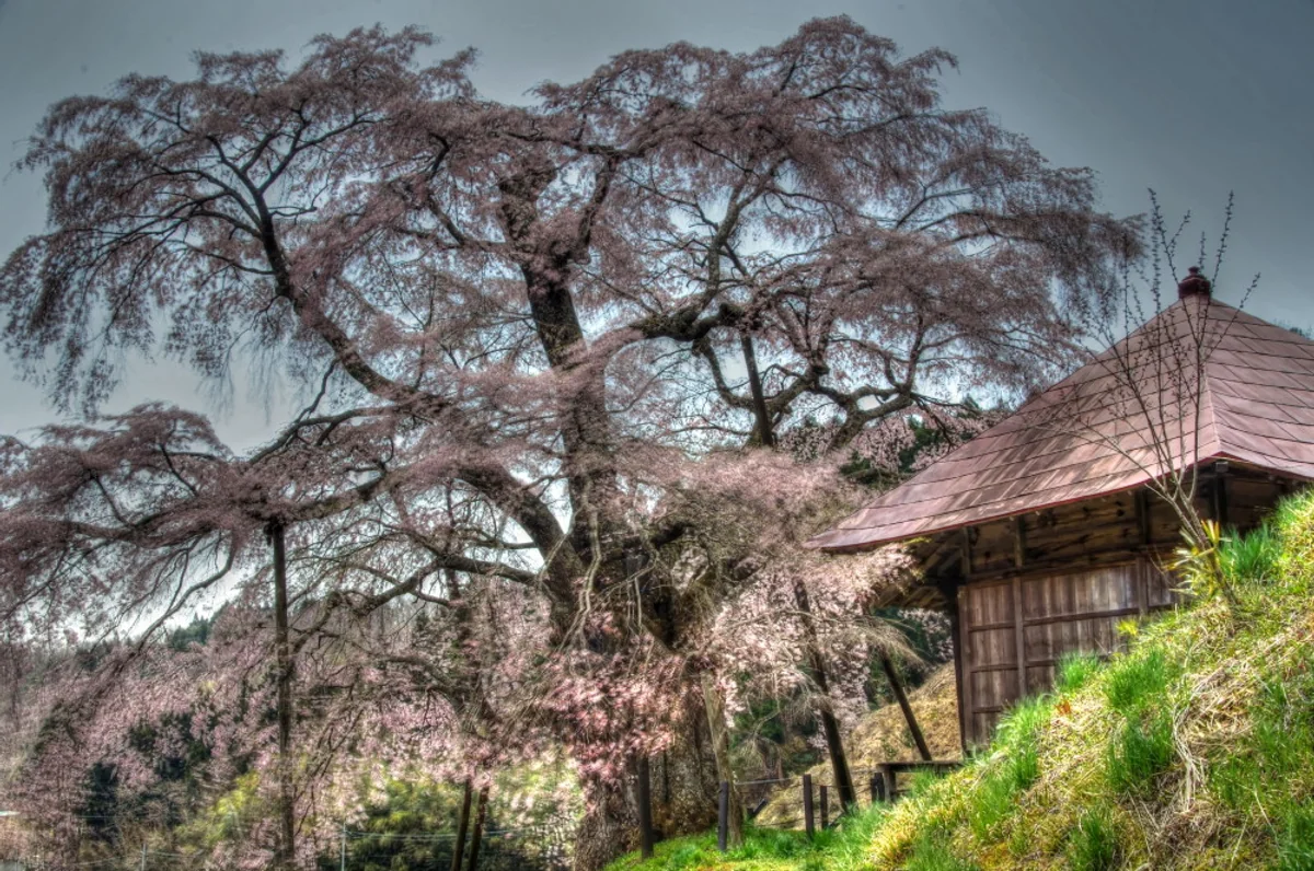 投稿写真：上石の不動桜
