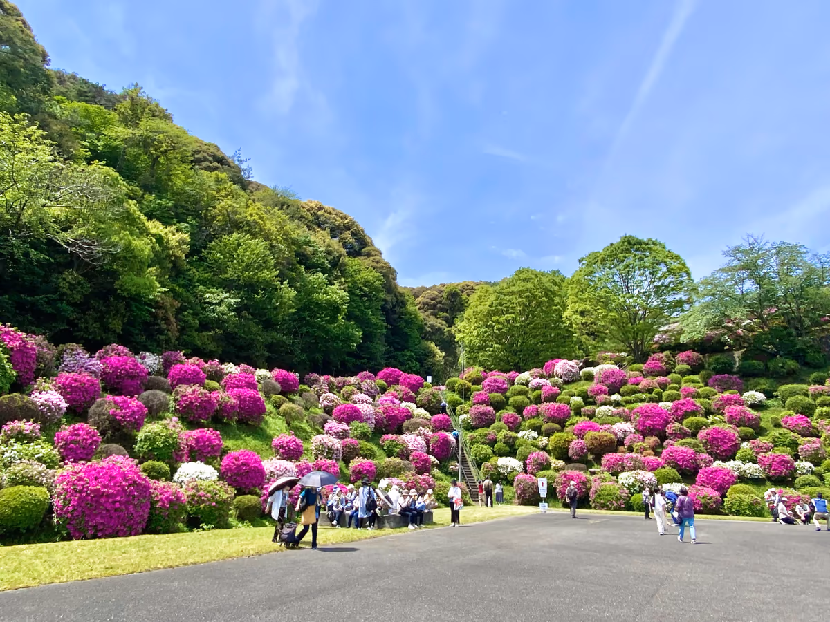 投稿写真：蹴上のつつじ