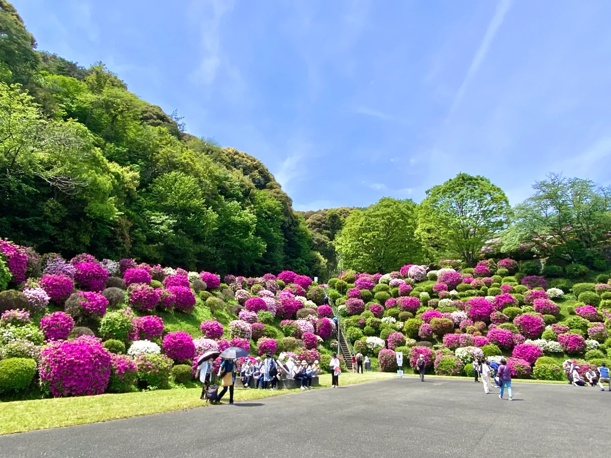 投稿写真：蹴上のつつじ