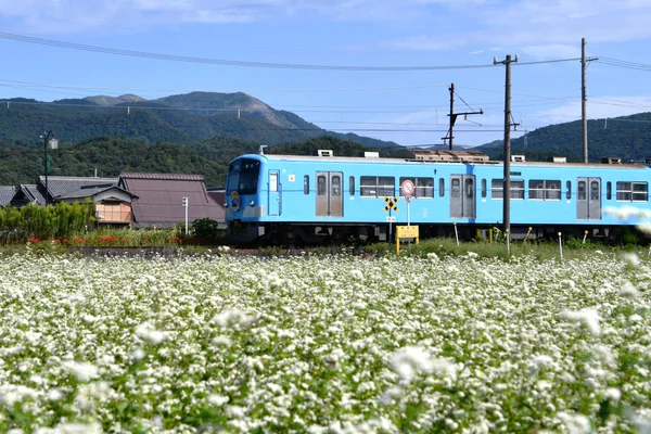 投稿：霊仙山を背景に満開のそば畑の中を走るガチャコン電車
