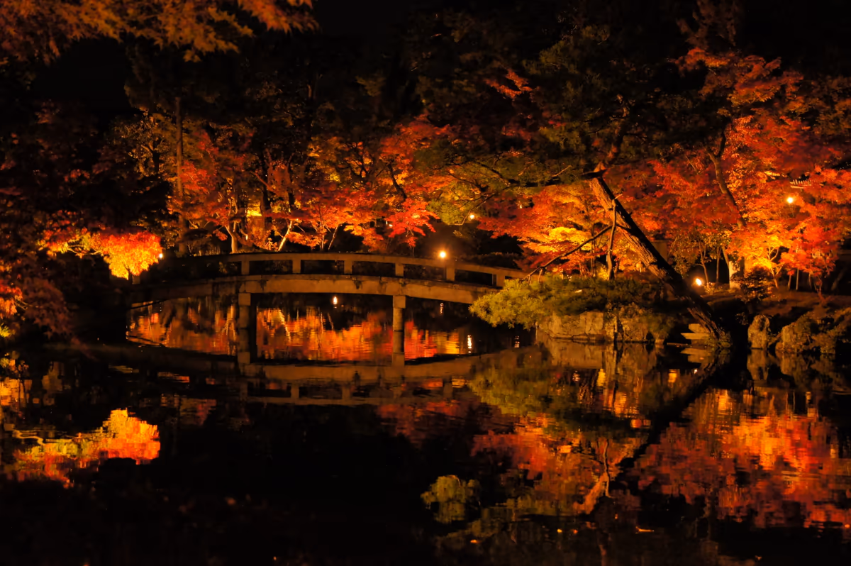 投稿写真：夜の紅葉
