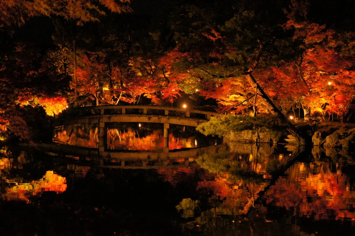 投稿写真：夜の紅葉