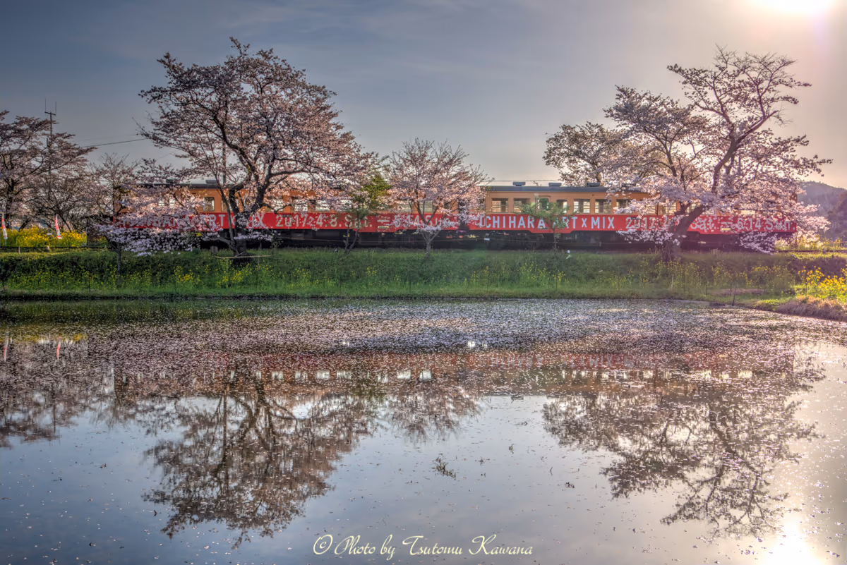 投稿写真：朝桜、水鏡に映える里山の停車駅
