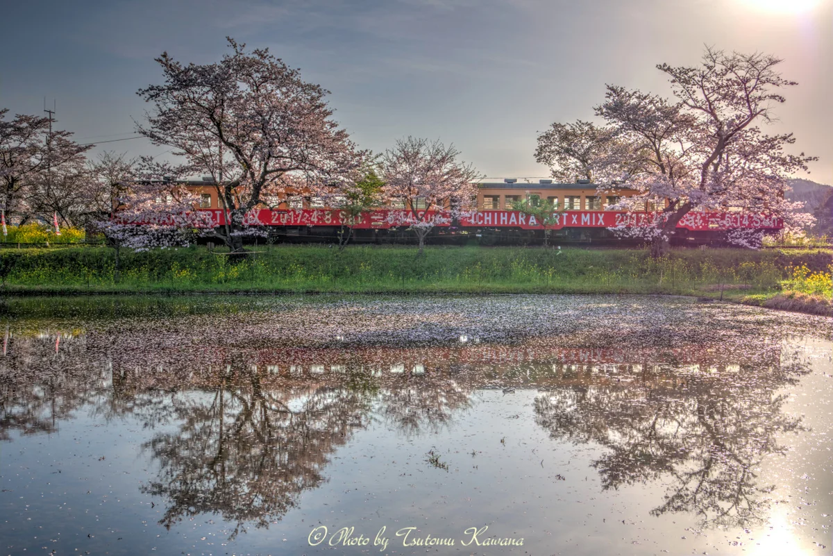 投稿写真：朝桜、水鏡に映える里山の停車駅