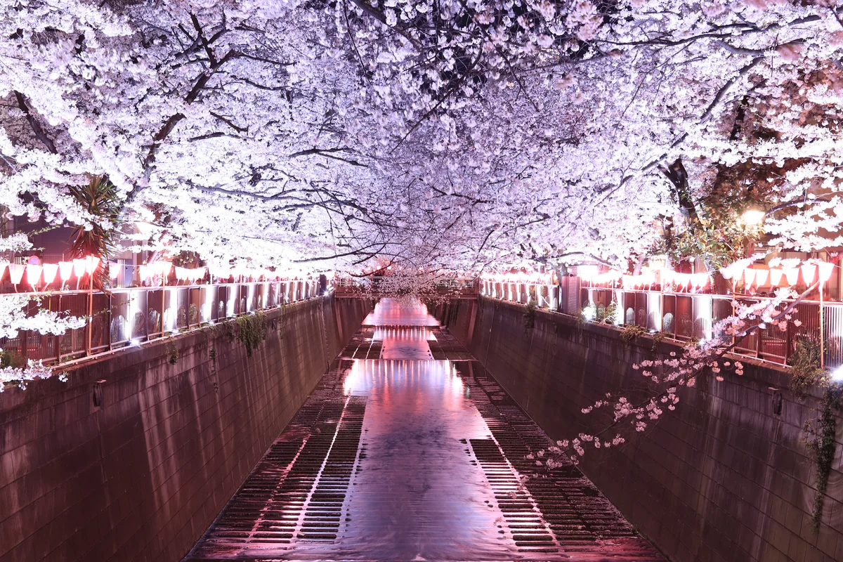 投稿写真：目黒川