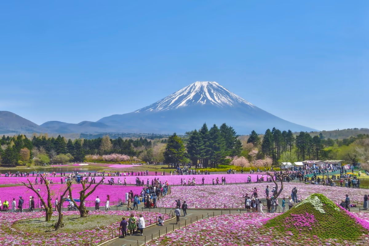 投稿写真：富士芝桜まつり~展望台から