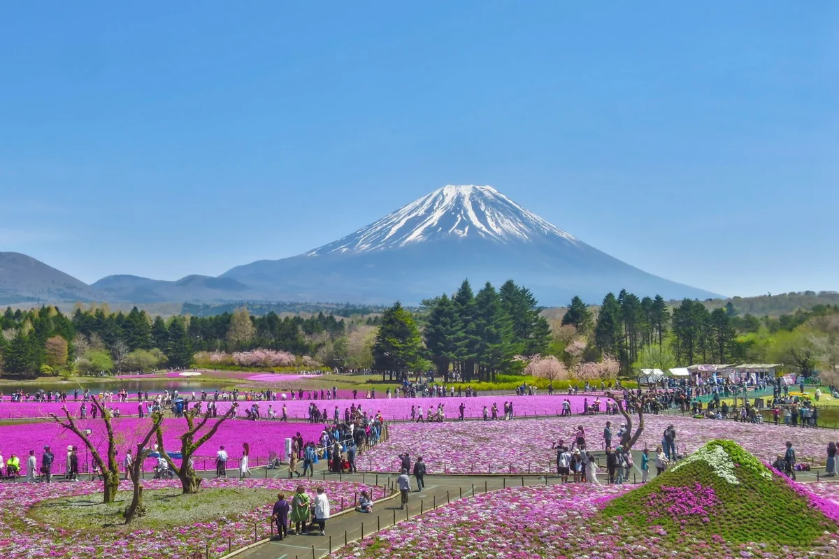 投稿写真：富士芝桜まつり~展望台から