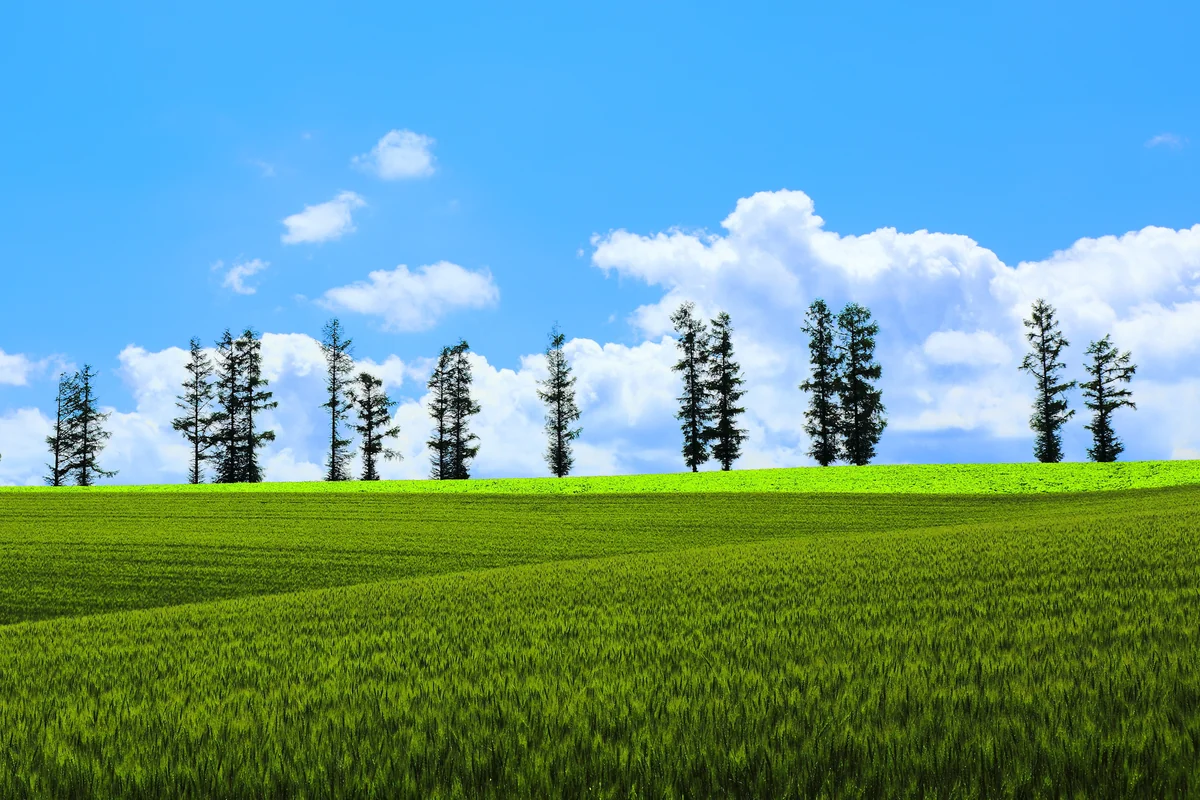 投稿写真：「マイルドセブンの丘」