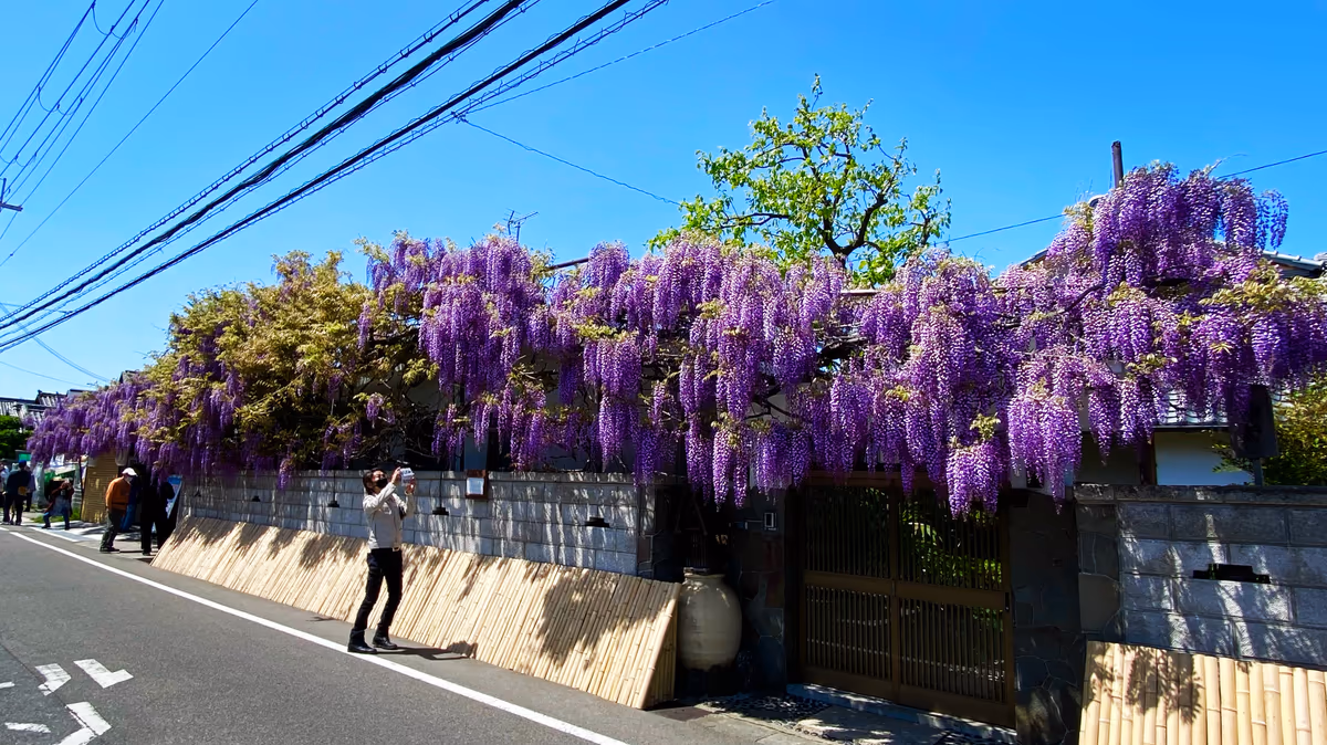 投稿写真：熊野街道信達宿 野田藤