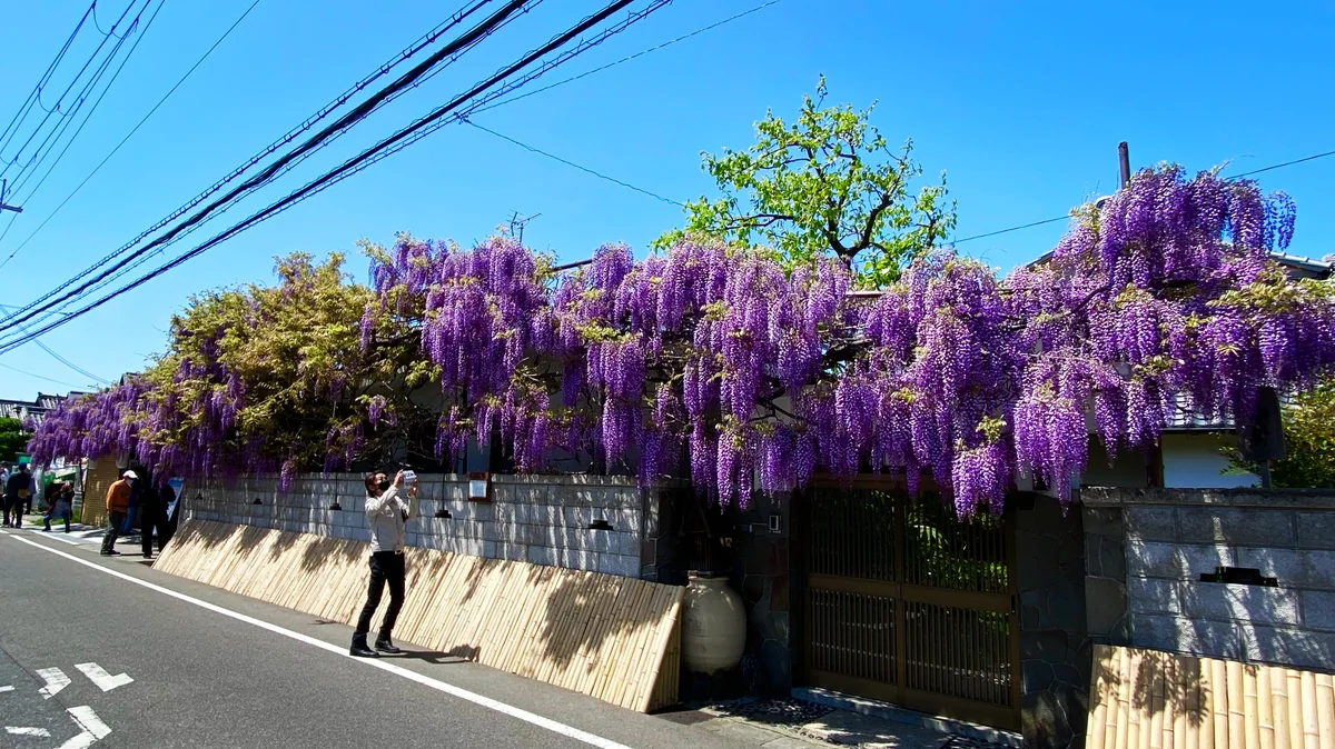投稿写真：熊野街道信達宿 野田藤