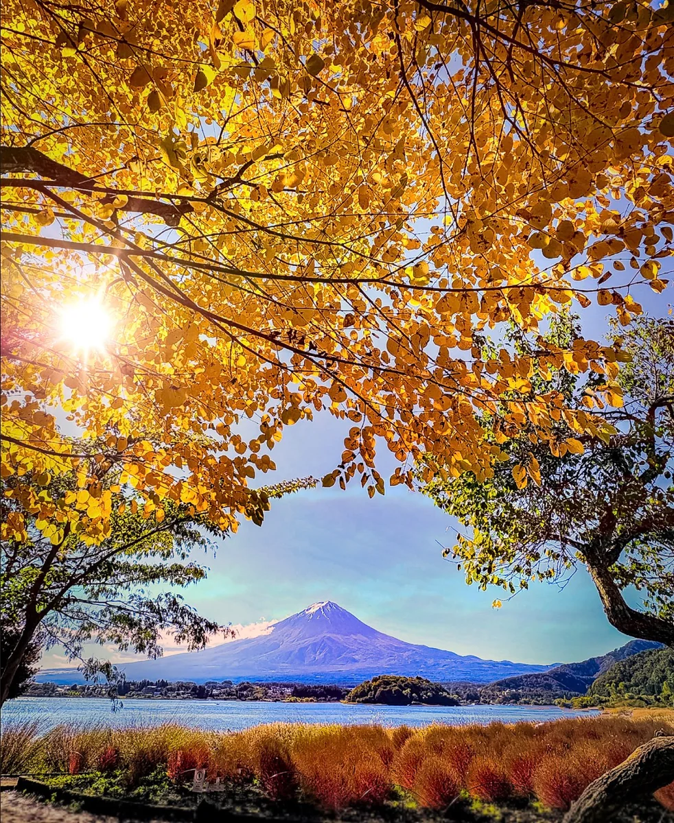 投稿写真：冠雪した富士山と河口湖の大石公園の紅葉