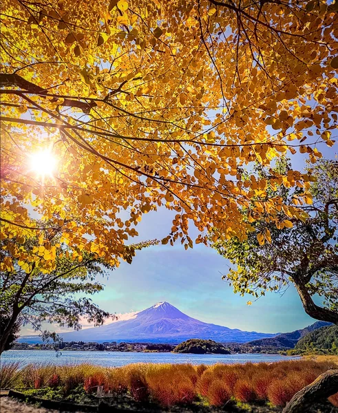 投稿：冠雪した富士山と河口湖の大石公園の紅葉