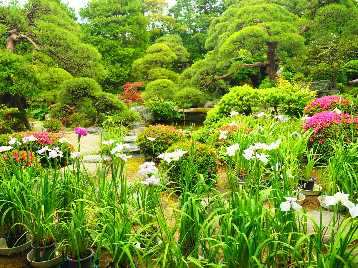 投稿写真：杜若の庭