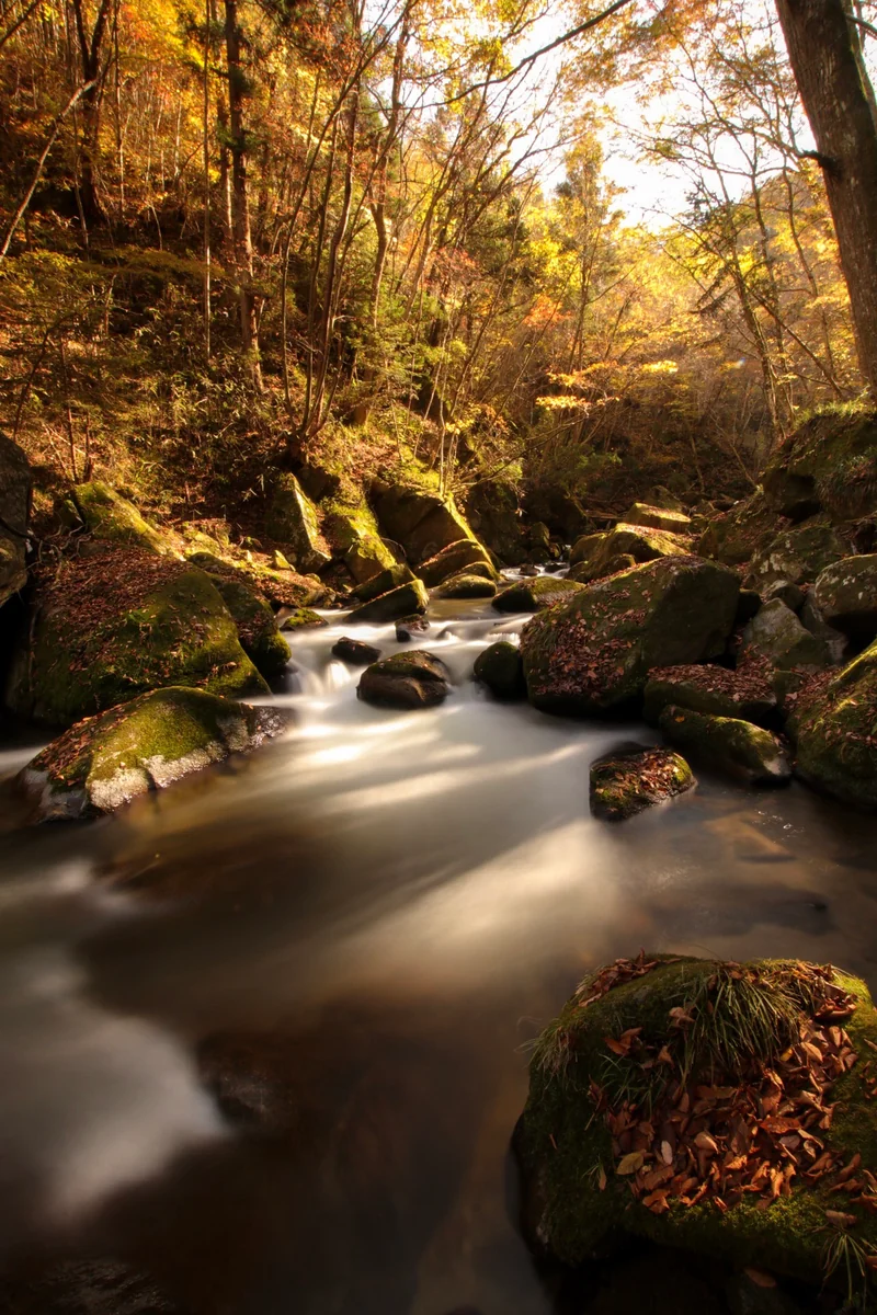 投稿写真：渓谷の秋
